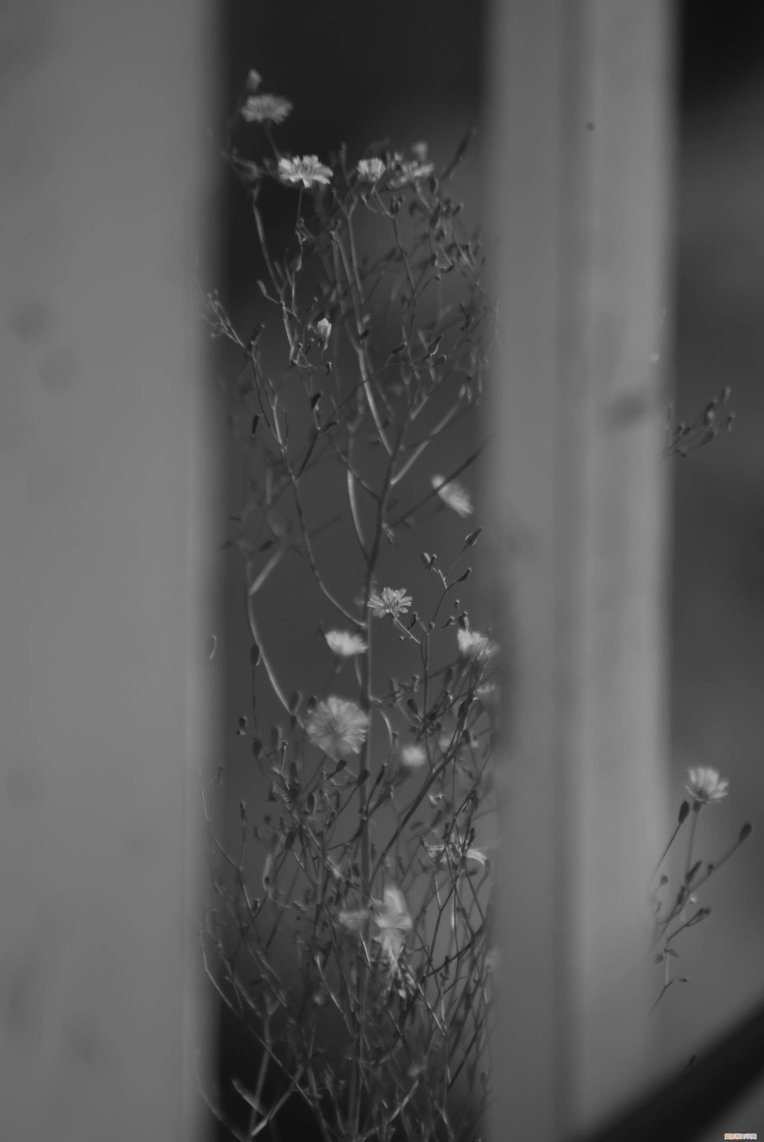 三星nx1000值得买吗和nx2000哪个更好