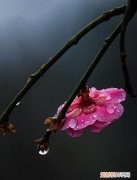 遥知不是雪为有暗香来是什么植物