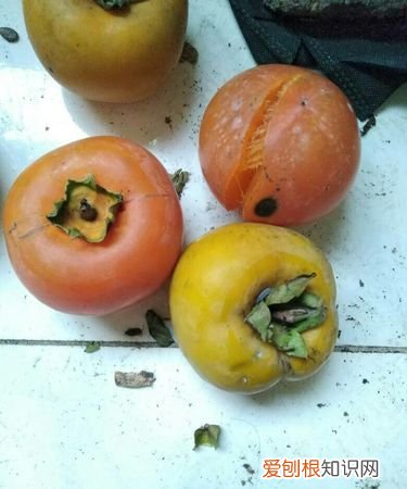 柿子里的虫子是什么虫，柿子树上白虱子是不是就是胭脂虫