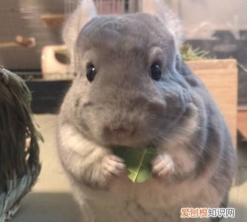 龙猫是啥,龙猫讲的是什么故事