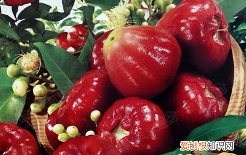 吃莲雾对人有什么好处