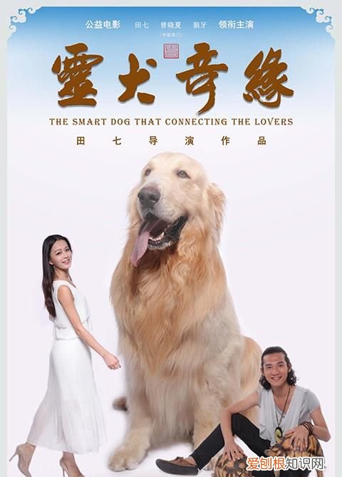 关于金毛犬的电影,关于金毛獒的动漫电影