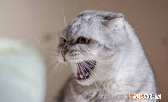 猫咪尿频吃什么药