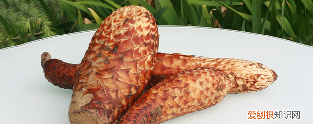 肉苁蓉补阳和润肠