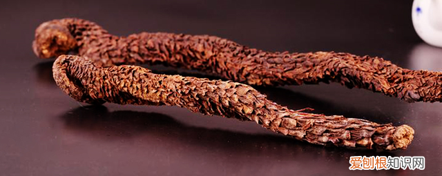 肉苁蓉补阳和润肠