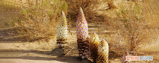 肉苁蓉补阳和润肠