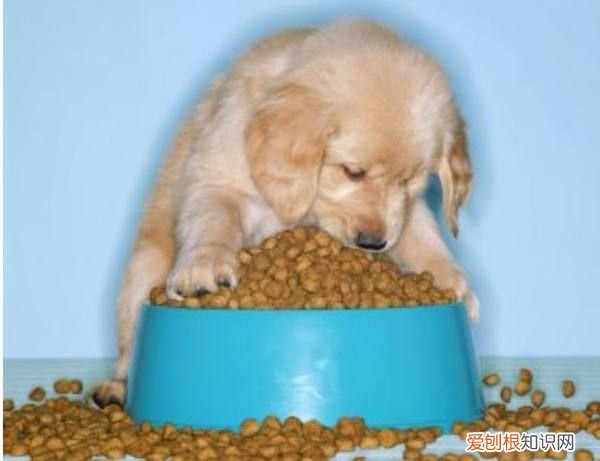 狗狗肠胃不好吃什么食物,狗狗肠胃炎吃什么食物好