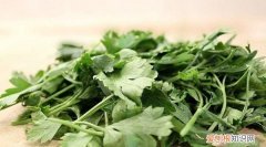 芫荽和香菜有什么区别