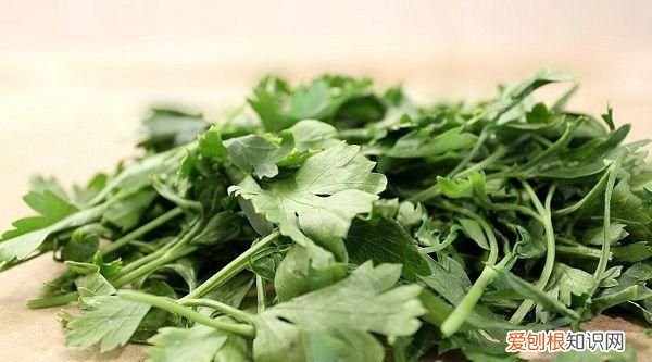 芫荽和香菜有什么区别