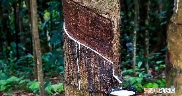 乳胶功能被夸大了吗