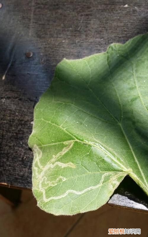 为什么叶子上有虫子,葫芦就落了