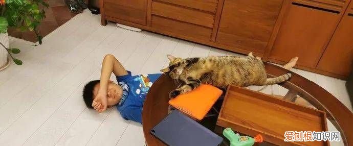 猫毒是什么意思,吸猫毒是什么意思