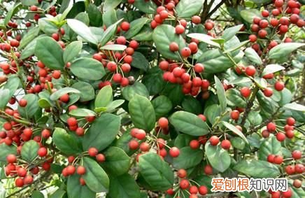 无刺枸骨耐寒，无刺枸骨果实能吃吗