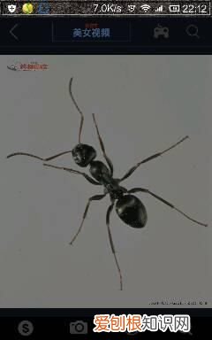 蚂蚁有几只脚,蚂蚁到底几只脚