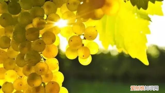 葡萄酒酸了还能补救吗 葡萄酒的酸你能懂几分