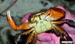 野生螃蟹的寿命有多长