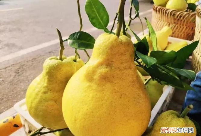 柚子没熟可以放熟,柚子没熟是什么味道