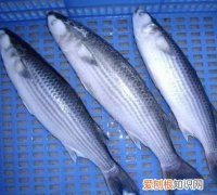 吃乌头鱼有什么营养价值，乌头鱼的养殖技术是什么样的