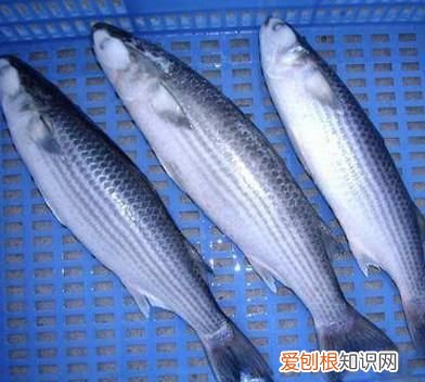 吃乌头鱼有什么营养价值,乌头鱼的养殖技术是什么样的