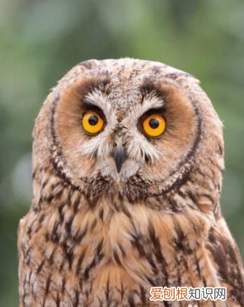 猫头鹰为什么喜欢在夜间活动，猫头鹰为什么白天不出要在晚上出来