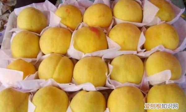 带木字旁都是什么水果，杏子和黄桃是一种水果吗