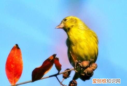 金丝雀如何饲养,金丝雀怎么养好