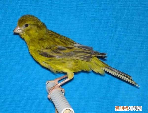 金丝雀如何饲养,金丝雀怎么养好