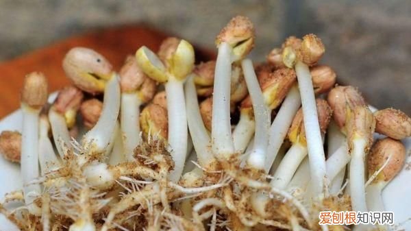 从根发芽的花生怎么做,吃出芽的花生有什么好处