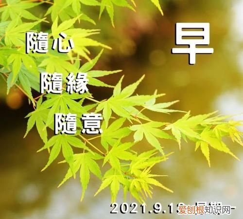 回复早上好的高情商句子,早上好高情商句子_早安经典语录