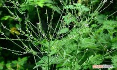 马鞭草的功效与作用，教马鞭草和艾草的相同与不同之处