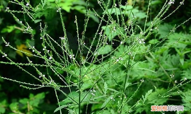 马鞭草的功效与作用,教马鞭草和艾草的相同与不同之处