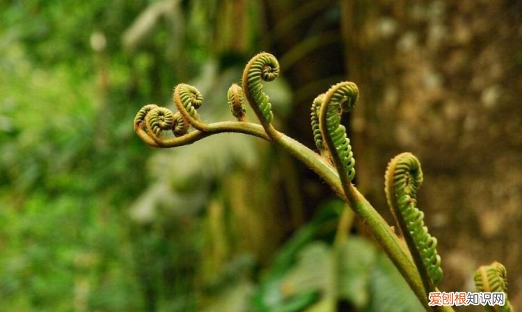 蕨菜头上的花可以吃吗,裸子植物与蕨菜植物的区别