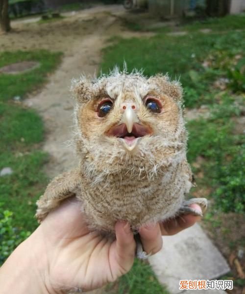 猫头鹰可以养吗，什么品种的猫头鹰可以养