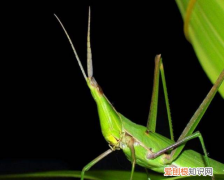 蚂蚱是昆虫吗，蚂蚱是什么虫