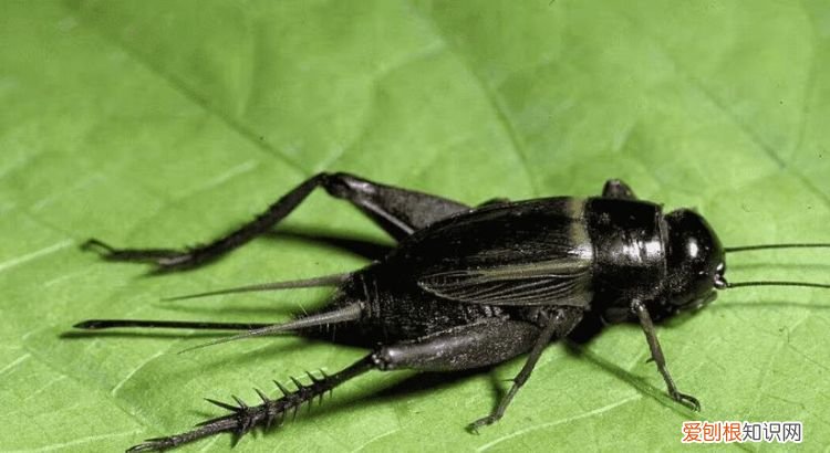 夜鸣虫是什么,春天吱吱叫的虫子是什么