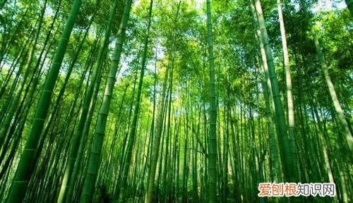 竹子实际是什么,砍竹子搬笋子是什么意思