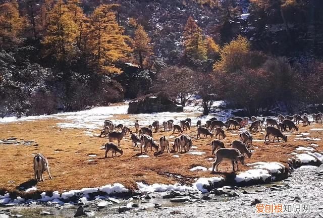 稻城亚丁到底值得去吗