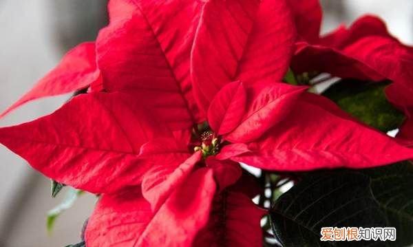 什么花不能放在卧室里养,哪些花草不能摆放在卧室