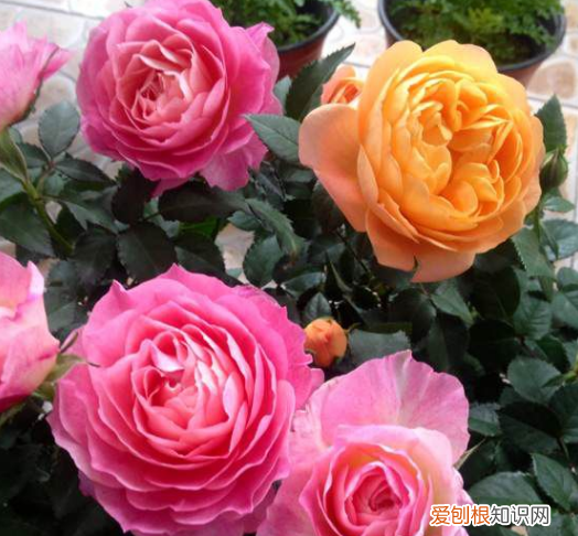 什么花不能放在卧室里养,哪些花草不能摆放在卧室