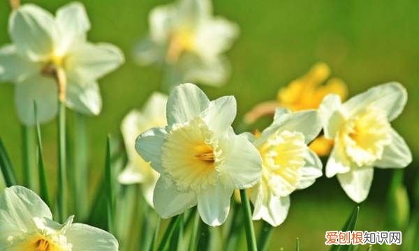 什么花不能放在卧室里养,哪些花草不能摆放在卧室