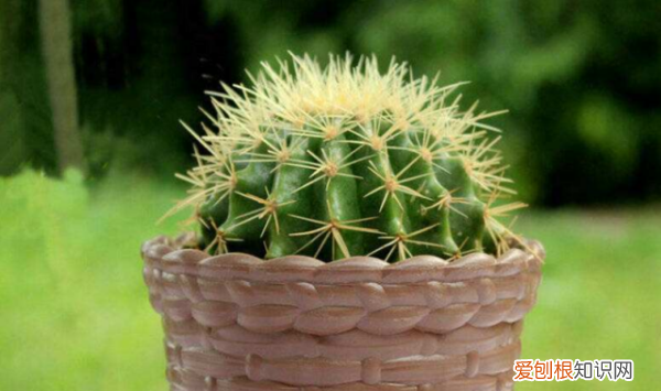 什么花不能放在卧室里养,哪些花草不能摆放在卧室