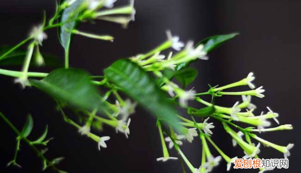 什么花不能放在卧室里养,哪些花草不能摆放在卧室