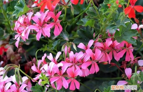 什么花不能放在卧室里养,哪些花草不能摆放在卧室