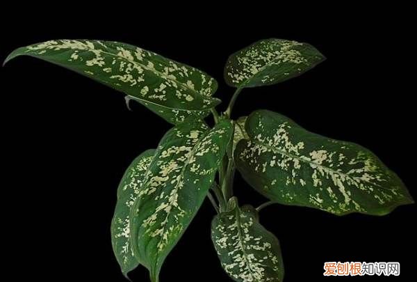 什么花不能放在卧室里养,哪些花草不能摆放在卧室