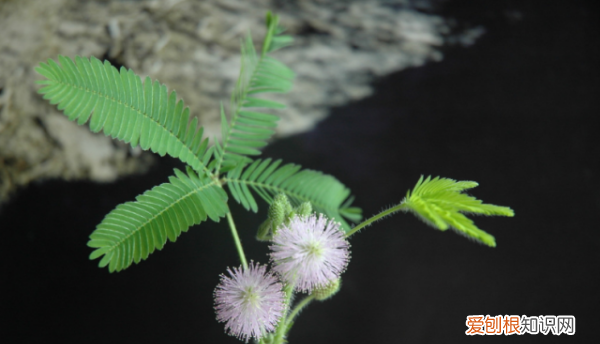 什么花不能放在卧室里养,哪些花草不能摆放在卧室