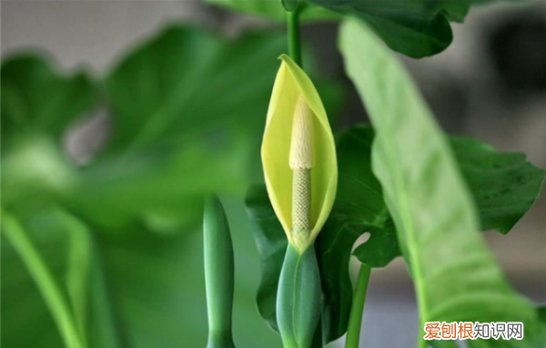 什么花不能放在卧室里养,哪些花草不能摆放在卧室