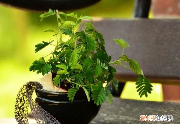 什么花不能放在卧室里养,哪些花草不能摆放在卧室