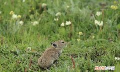 鼠兔外形像老鼠更接近兔子