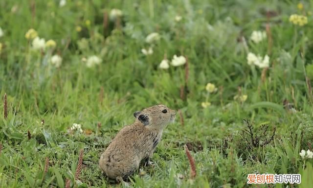 鼠兔外形像老鼠更接近兔子