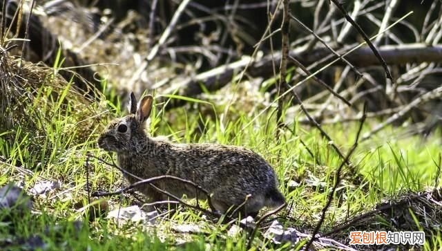鼠兔外形像老鼠更接近兔子